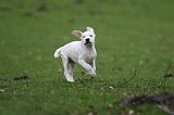 DOGUE ARGENTIN 249